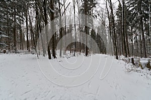 path throug a snowy forest in winter