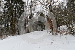 path throug a snowy forest in winter