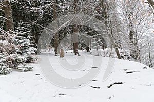 path throug a snowy forest in winter