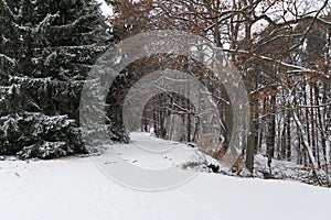 path through a snowy forest in winter