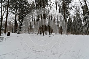 path throug a snowy forest in winter
