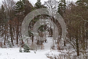 path throug a snowy forrest in winter