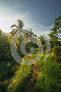 Path throught Indonesian Rice fields