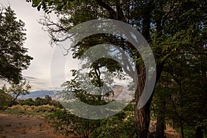 Path thru trees and distant mountain range