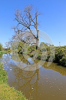 Path by the Tiverton canal, Devon