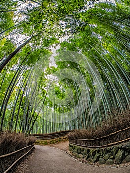 Path to bamboo forest, Arashiyama, Kyoto, Japan