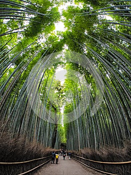 Path to bamboo forest, Arashiyama, Kyoto, Japan