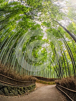 Path to bamboo forest, Arashiyama, Kyoto, Japan