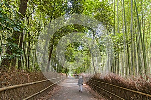 Path to bamboo forest, Arashiyama, Kyoto, Japan