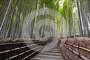 Path to bamboo forest Arashiyama