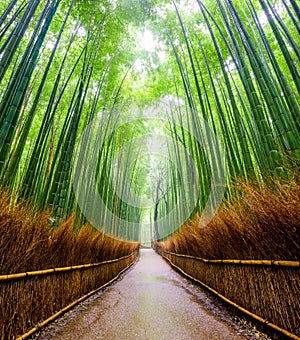 Path to bamboo forest, Arashiyama, Kyoto, Japan