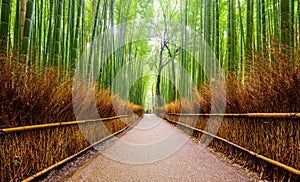 Path to bamboo forest, Arashiyama, Kyoto, Japan