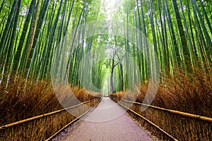 La strada sul bambù foresta,, Giappone 