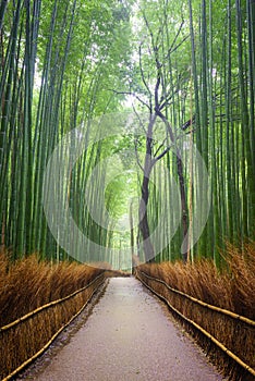 Path to bamboo forest, Arashiyama, Kyoto, Japan