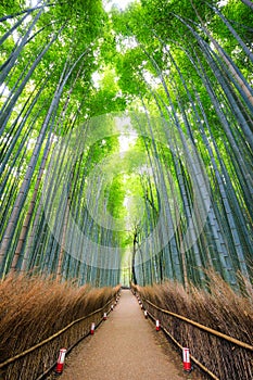 Path to bamboo forest, Arashiyama, Kyoto, Japan