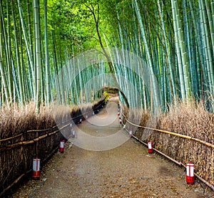 Path to bamboo forest, Arashiyama, Kyoto, Japan