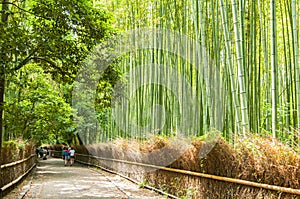 Path to bamboo forest, Arashiyama, Kyoto, Japan