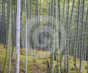 Path to bamboo forest, Arashiyama, Kyoto, Japan. Vibrant morning photo
