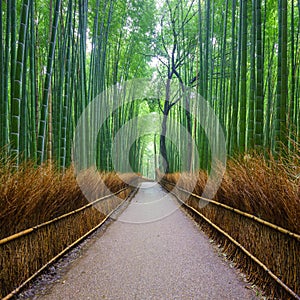 Path to bamboo forest, Kyoto, Japan