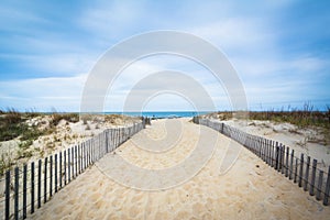 Path to the beach at Cape Henlopen State Park, in Rehoboth Beach