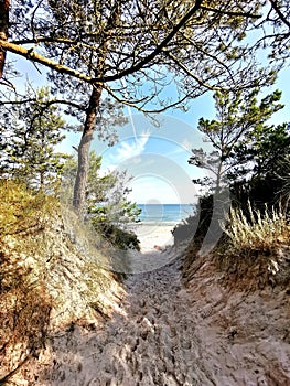 Path to the beach through the pine forest to the Baltic Sea in Poland, a paradise on the planet, family vacation