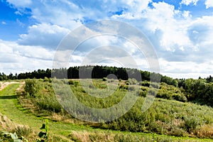 A path to a distant forest through a wild field