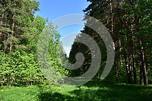 The path to the fluffy pine forest tall coniferous trees.Green grass. Mixed array. Young leaves