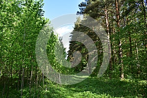 The path to the fluffy pine forest tall coniferous trees.Green grass. Mixed array. Young leaves
