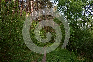 The path to the fluffy pine forest tall coniferous trees.Green grass. Mixed array. Young leaves
