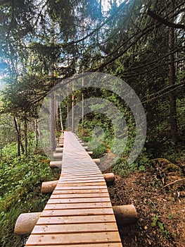 A path to the forest bridge