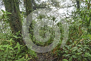 Path to go down through amazing untouched rainforest from the summit of Raja Basa Volcano in South Sumatra