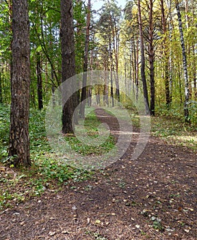 Path to the horizon in the autumn forest.