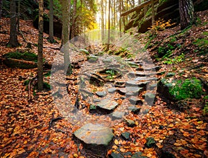 A path to the light photo