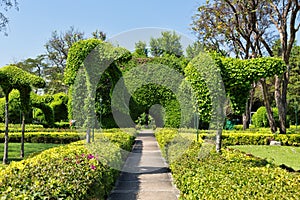 Path to the manicured bushes.