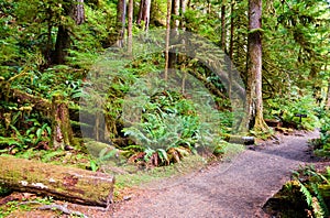 Path to Marymere Falls