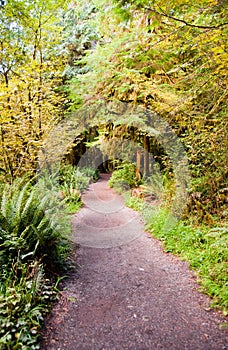 Path to Marymere Falls