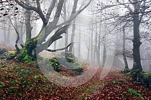 Path to mysterious and foggy forest