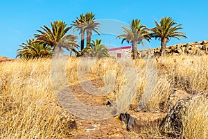 Path to palm trees oasis at desert landscape on trekking trail at Punta de Sao Lourenco peninsula, Madeira island, Portugal