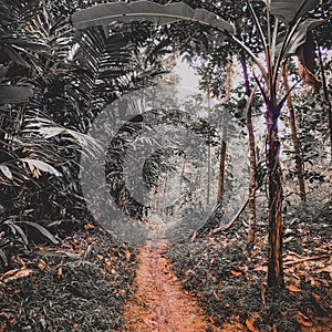 the path to a peaceful life in the forest