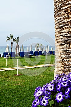 Path to the sea. Palm trees, sun loungers and umbrellas. Waiting for rest