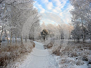 Path to the snow-covered winter park. Frosty trees