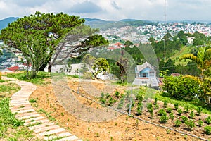 A path to the spruce overlooking the village in Dalat Vietnam