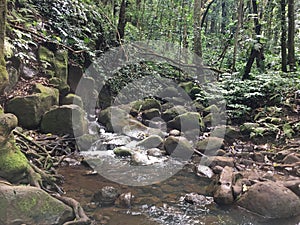 Path to Uluwehi Falls, Secret Falls in Summer in Wailua on Kauai Island in Hawaii.