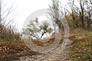 Path to walk in the park