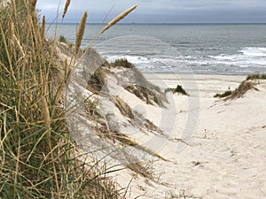 Path towards the beach on Vlieland photo