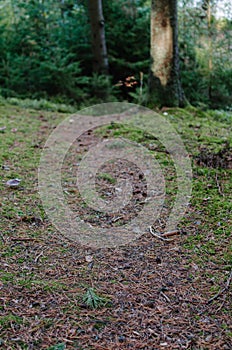 A path track in a wild dark forest