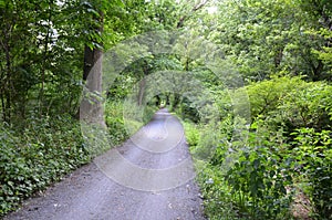 Path or trail in forest or woods with trees and deer