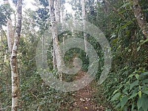 Path or trail in the Guajataca forest in Puerto Rico with green leaves and trees