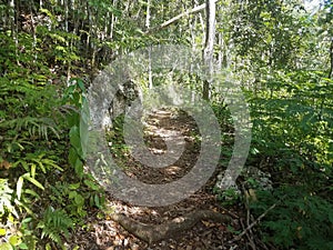Path or trail in the Guajataca forest in Puerto Rico with green leaves and trees