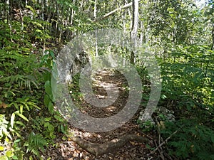 Path or trail in the Guajataca forest in Puerto Rico with green leaves and trees photo